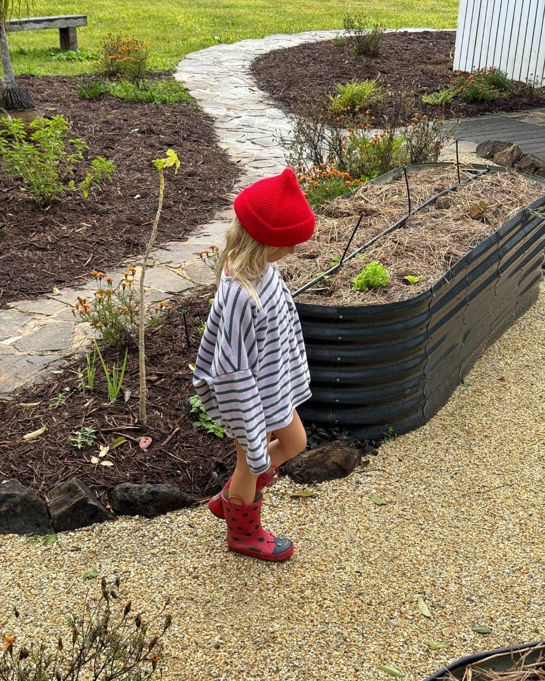 A young child wearing the ZIGGY ZAZA Row Row Pullover Lilac Stripe, a red beanie, and red boots walks along a gravel path beside a raised garden bed in a yard.