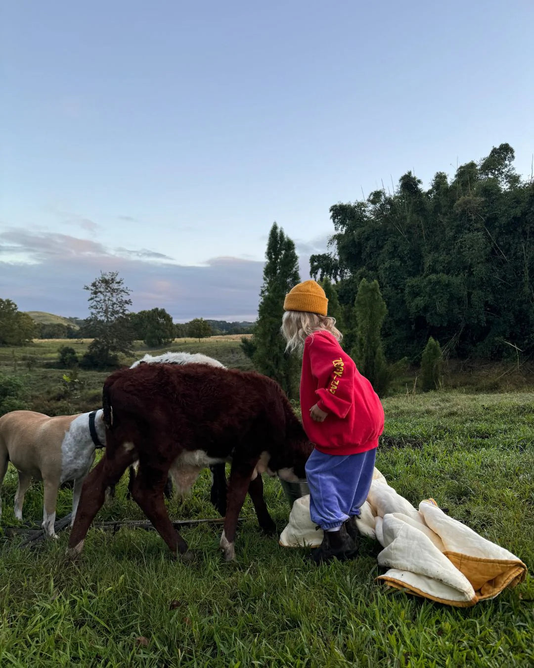 A child in a yellow beanie, purple pants, and the ZIGGY ZAZA Artist Pullover Racer Red stands on grass beside two calves and a dog, with a blanket nearby and trees in the sunset-lit background.
